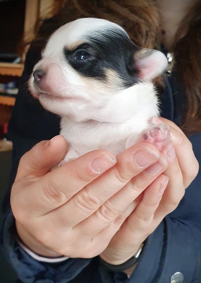 Paradise On Earth - Chiot disponible  - Chihuahua